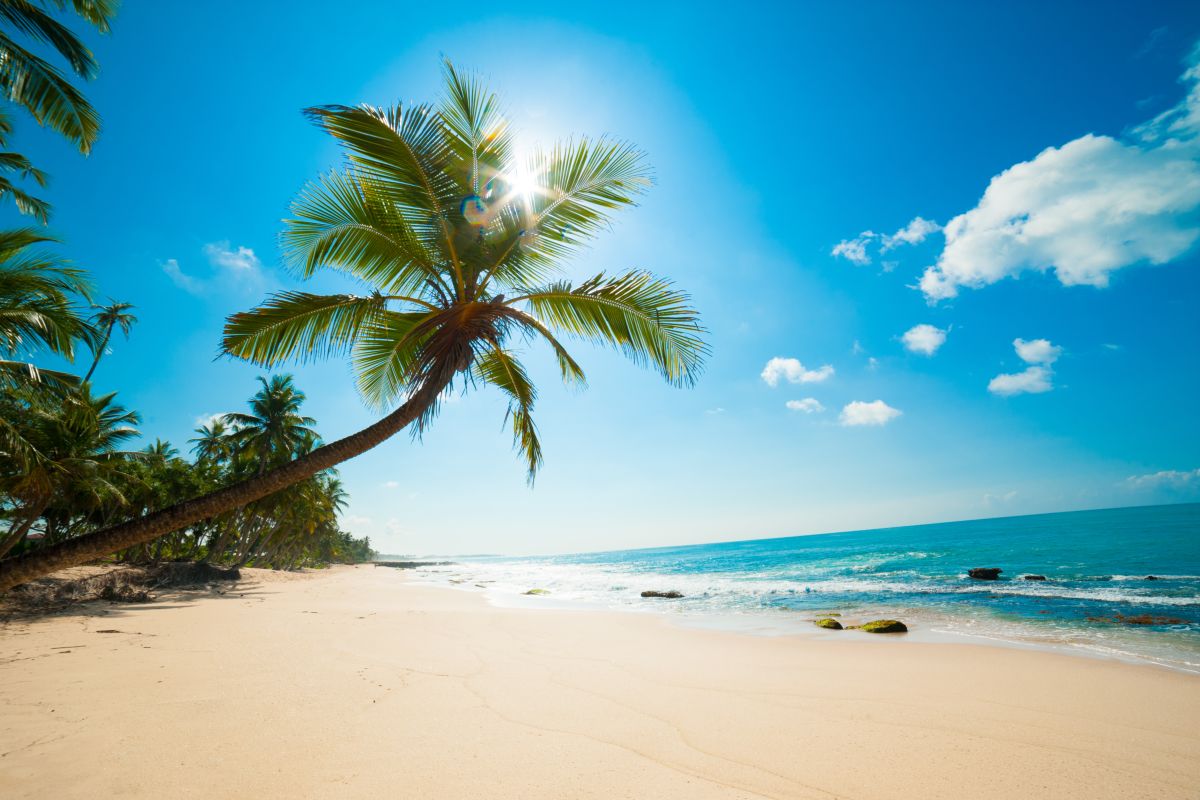 spiaggia tropicale, mare, palme