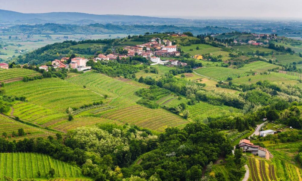 Colline verdi ricoperte di vegetazione, prati e vigneti con sullo sfondo un borgo e altre colline in una giornata nuvolosa