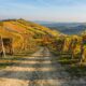 Langhe, Piemonte