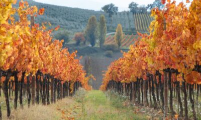 Scorcio di un vigneto con foliage in autunno