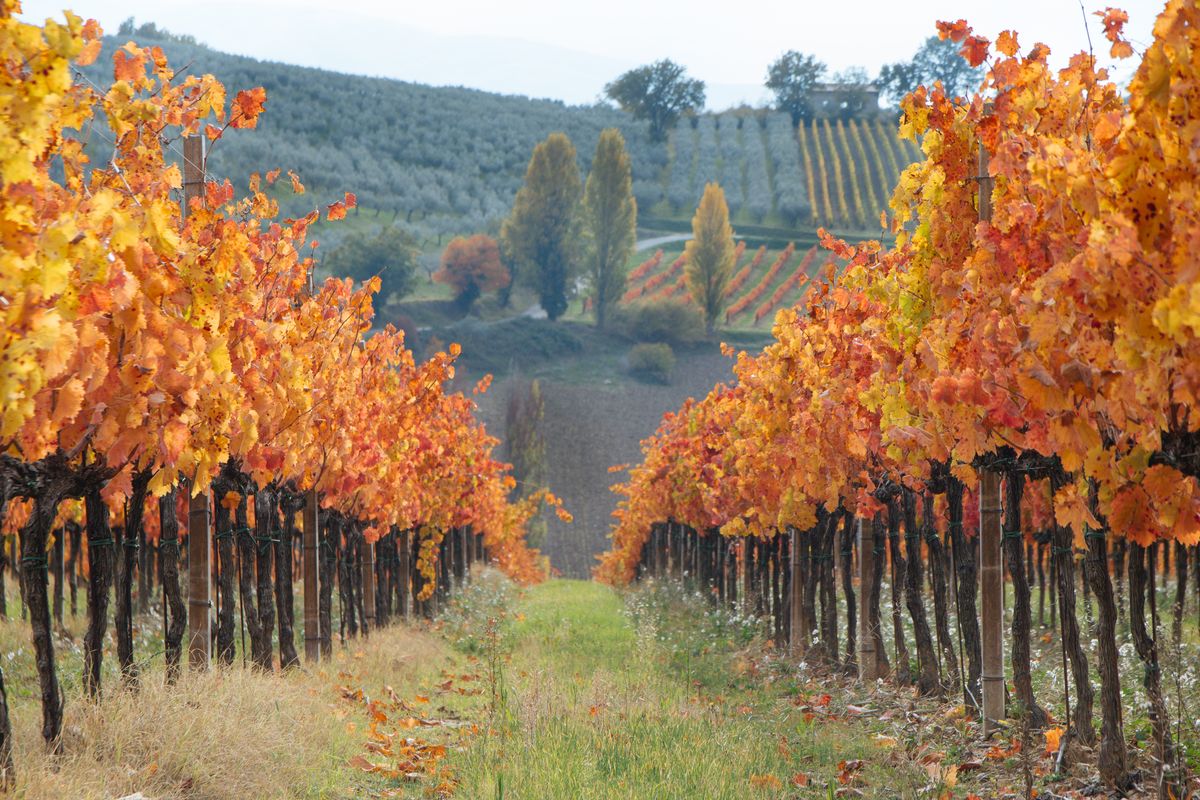 Scorcio di un vigneto con foliage in autunno