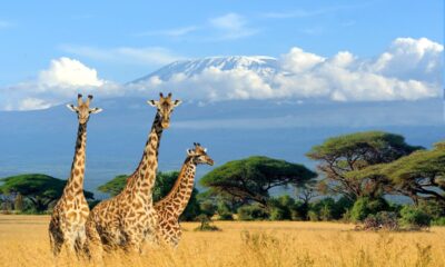 Foto di un piccolo gruppo di giraffe