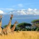 Foto di un piccolo gruppo di giraffe