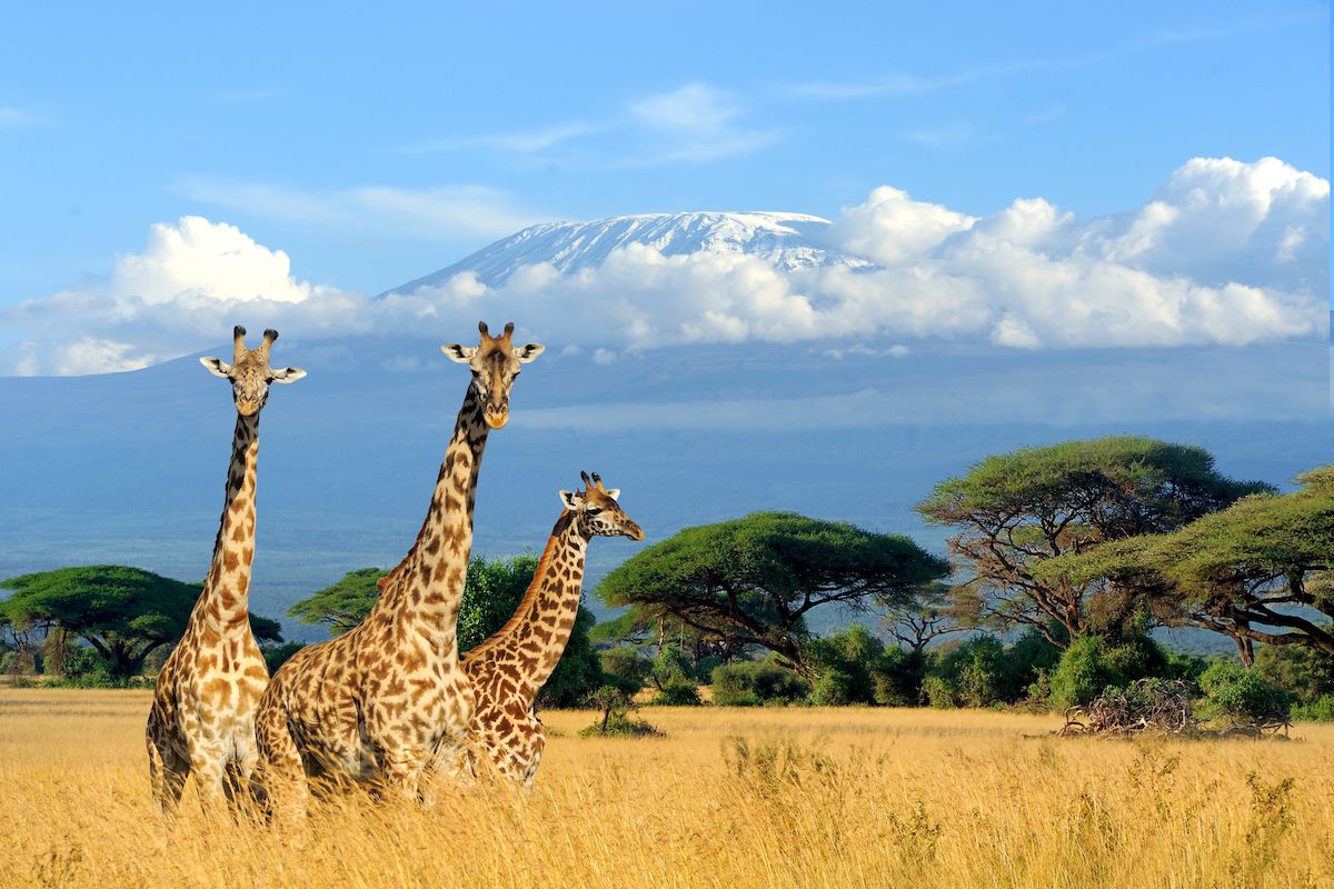 Foto di un piccolo gruppo di giraffe