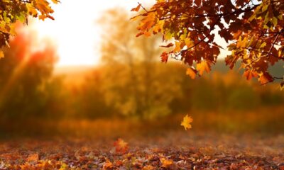 Paesaggio autunnale con delle foglie in primo piano