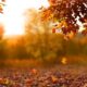 Paesaggio autunnale con delle foglie in primo piano