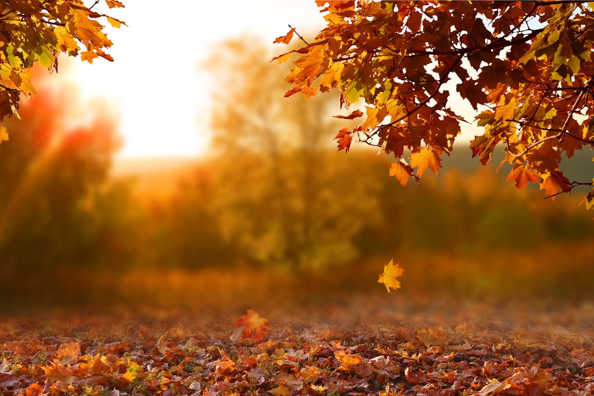 Paesaggio autunnale con delle foglie in primo piano