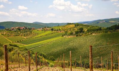 Paesaggio delle colline del Chianti con i filari di viti in primo piano