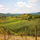 Paesaggio delle colline del Chianti con i filari di viti in primo piano