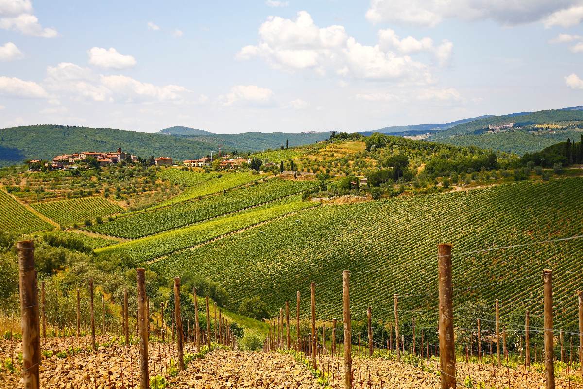 Paesaggio delle colline del Chianti con i filari di viti in primo piano