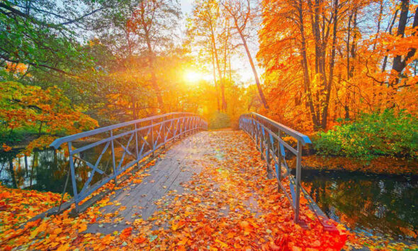 Immagine di un ponte cosparso di foglie cadute dagli alberi in autunno