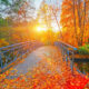 Immagine di un ponte cosparso di foglie cadute dagli alberi in autunno