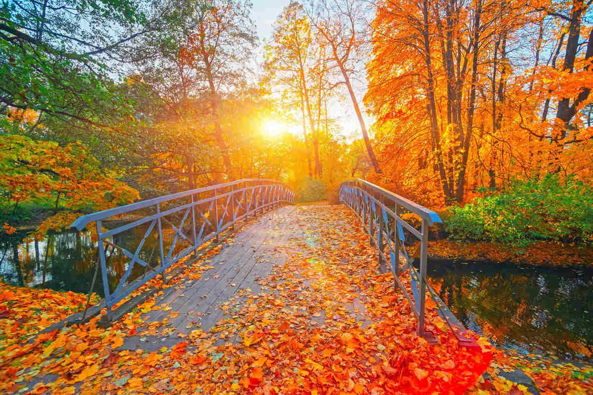 Immagine di un ponte cosparso di foglie cadute dagli alberi in autunno