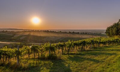 Panorama di un vigneto al tramonto in un cielo limpido