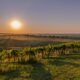 Panorama di un vigneto al tramonto in un cielo limpido