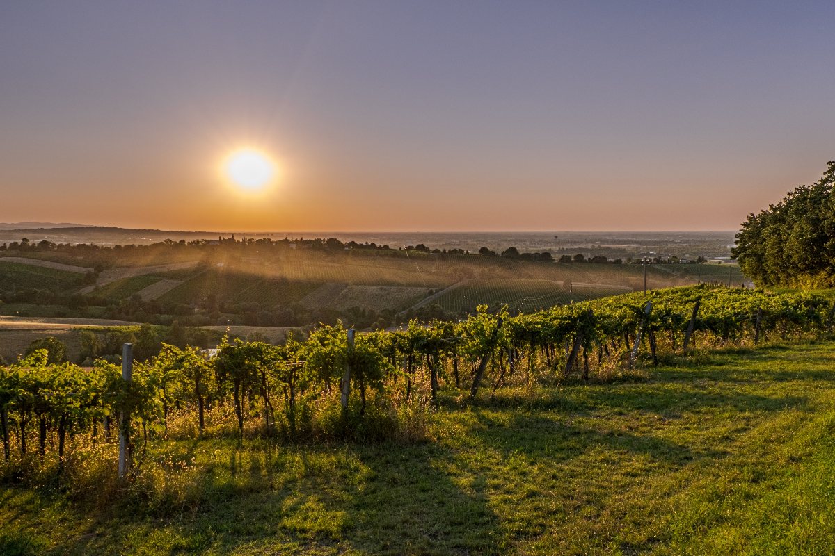 Panorama di un vigneto al tramonto in un cielo limpido