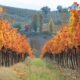 Immagine di un vigneto in autunno con le foglie delle viti rosso-arancio e sullo sfondo le colline