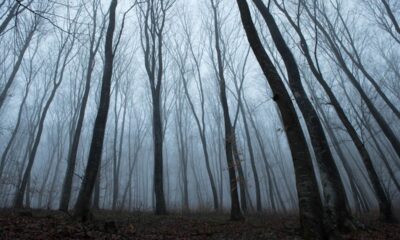 Foresta di Hoia Baciu