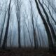 Foresta di Hoia Baciu